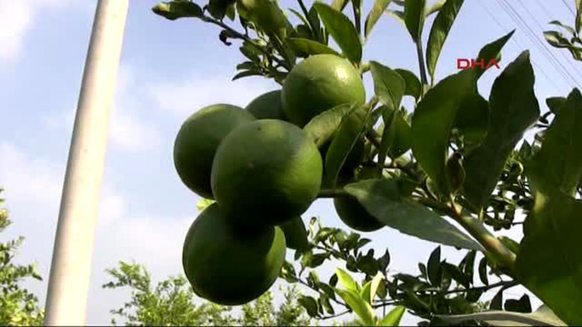 Erdemli\'de Limon Hasadı Başladı