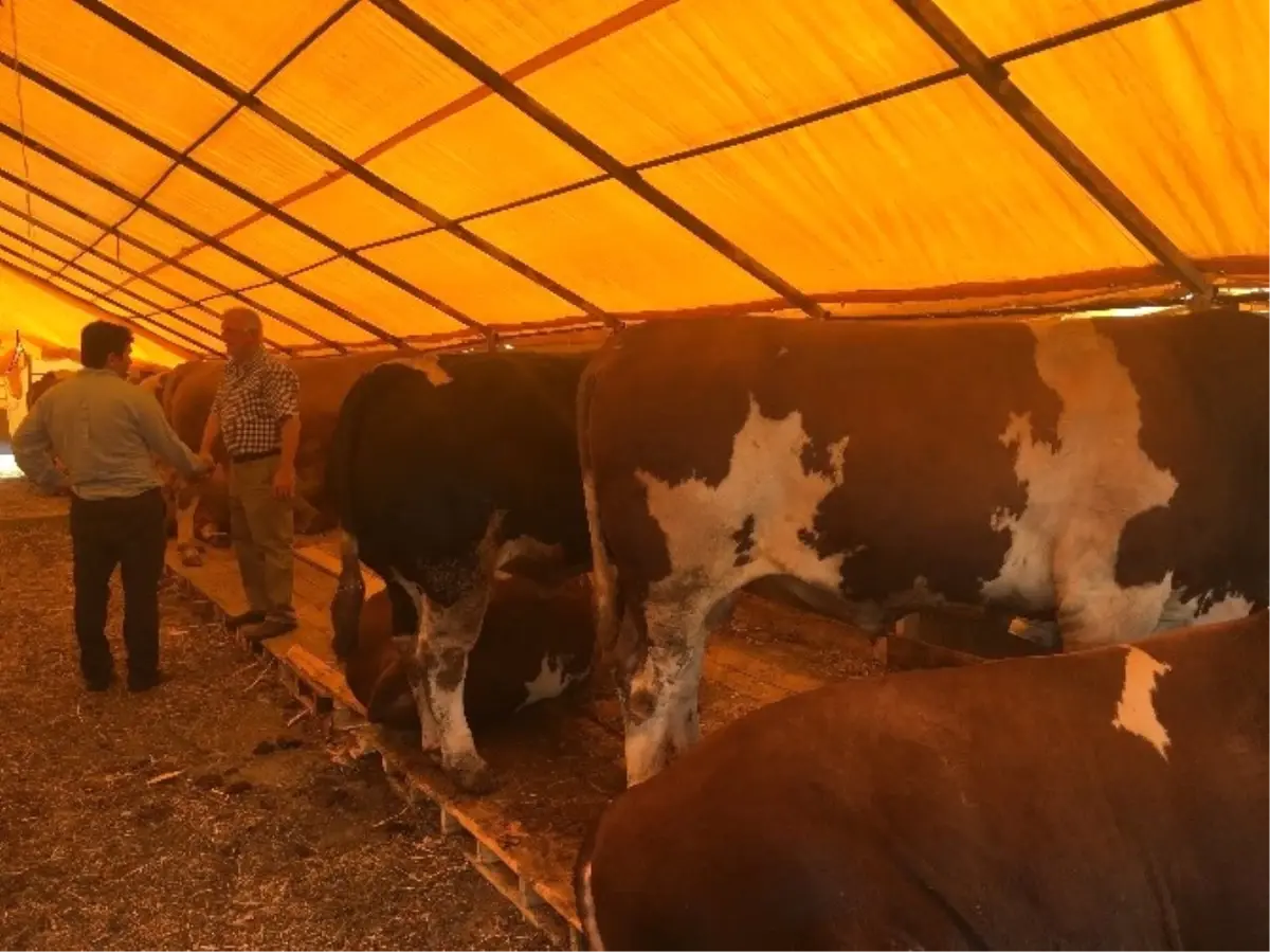 Kurban Satıcıları Bayramdan Ümitli