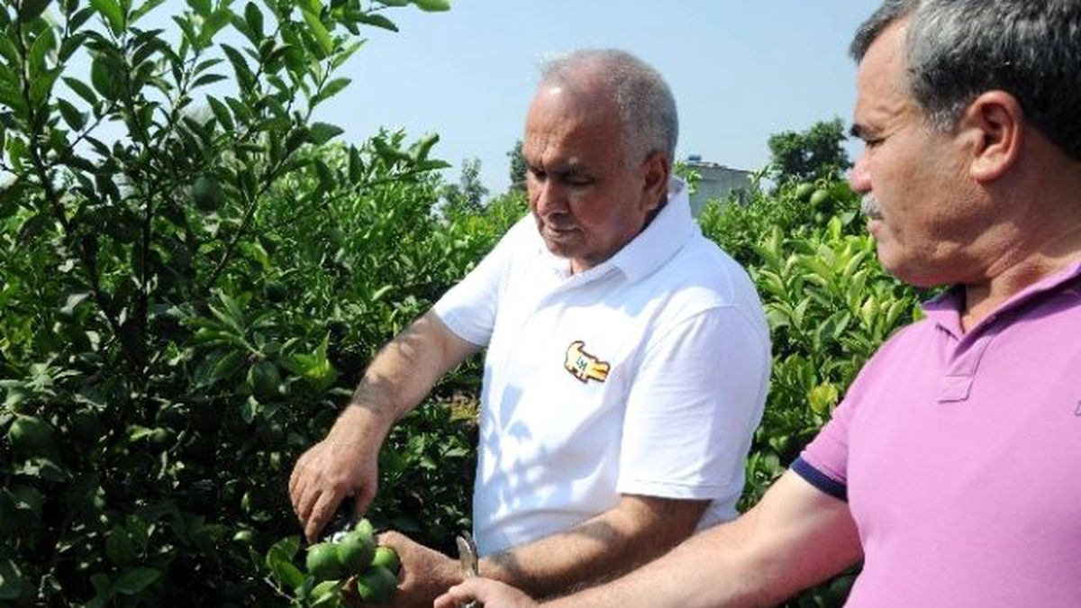 Limon Diyarında Hasat 1 Lira 20 Kuruşla Başladı