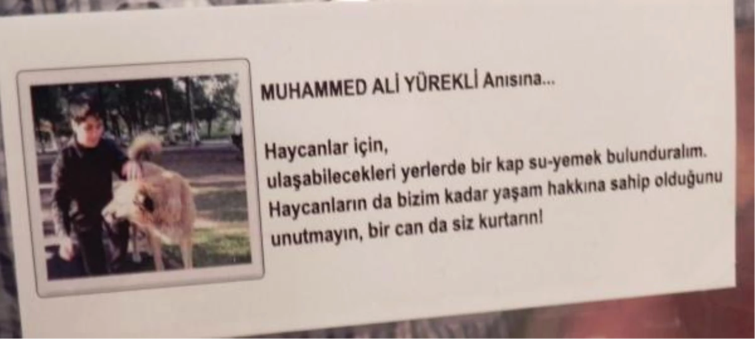 Muhammed Ali\'nin Mevlit Yemeği \'Haycanlar\'a Su- Yemek Kabı Oldu