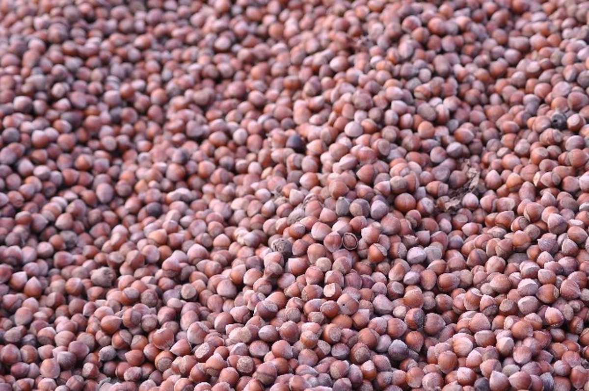 Üreticinin Gözü Kulağı Fındık Fiyatlarında