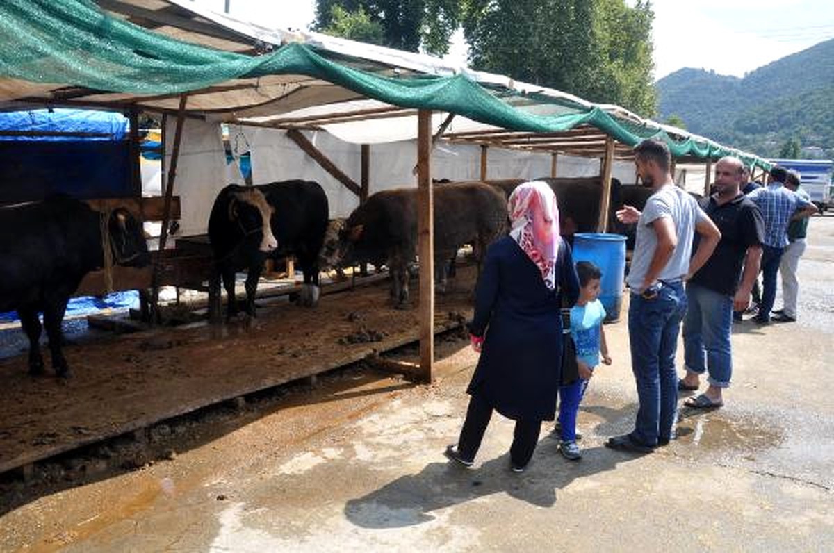 Zonguldak\'ta Kurban Pazarının En Pahalı Hayvanı 13 Bin Lira