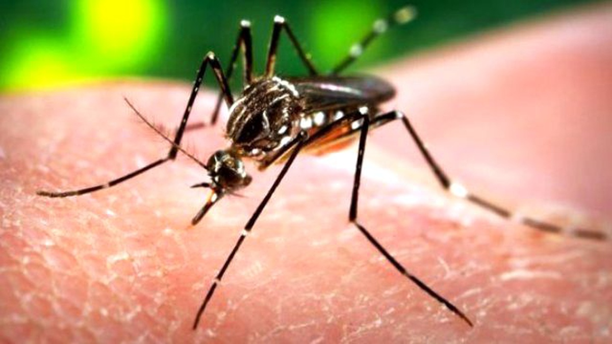 ABD\'den Porto Riko\'da Zika Virüsüne Karşı Aşı Deneyi