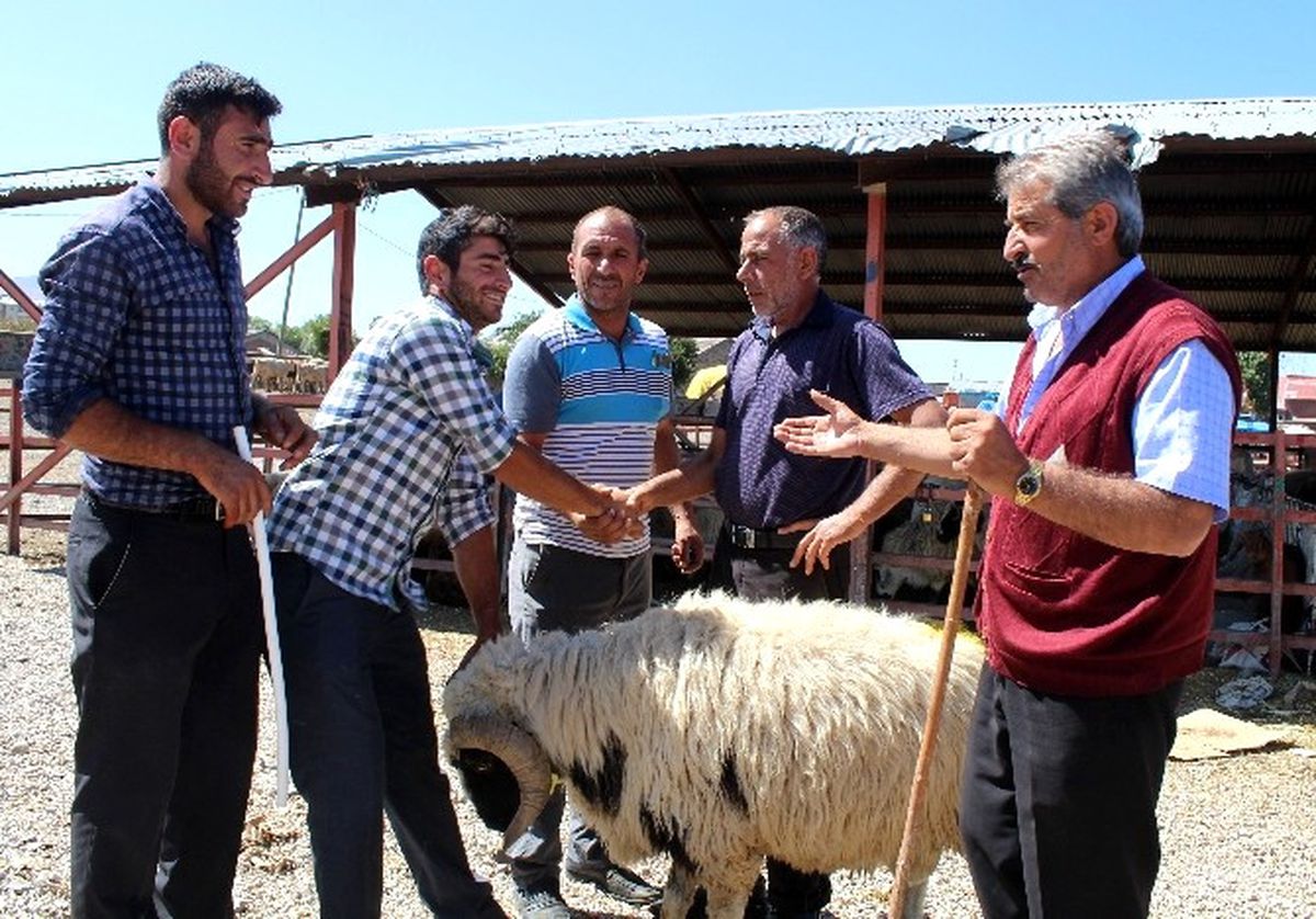 Erzurum Hayvan Pazarında Hareketlilik Başladı