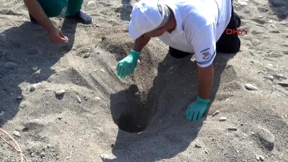 Kemer\'de Yuvadan Çıkan Caretta Carettalar Denizle Buluştu