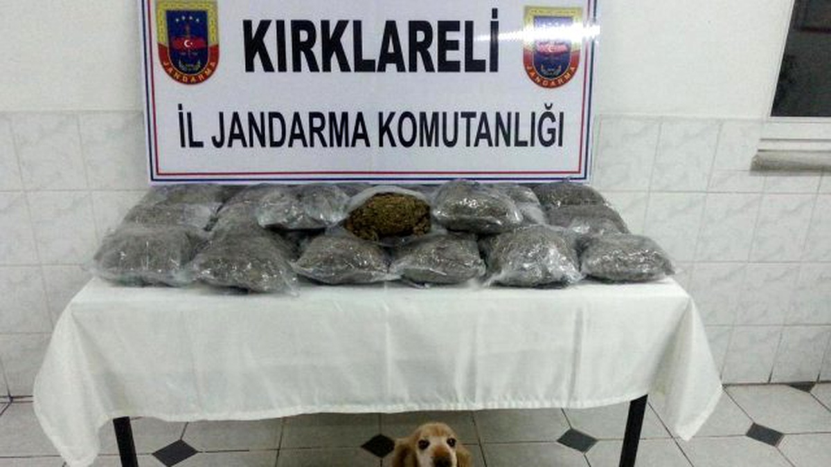 Kırklareli\'de 28 Bin Kök Kenevir Ele Geçirildi