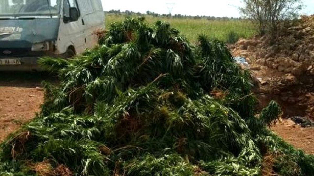 Mardin\'de 100 Bin 256 Kök Kenevir Ele Geçirildi
