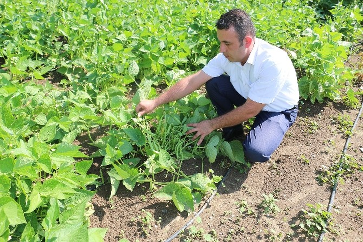 Refahiye\'de Cino Fasulyesi Demostrasyonu Başarılı Oldu