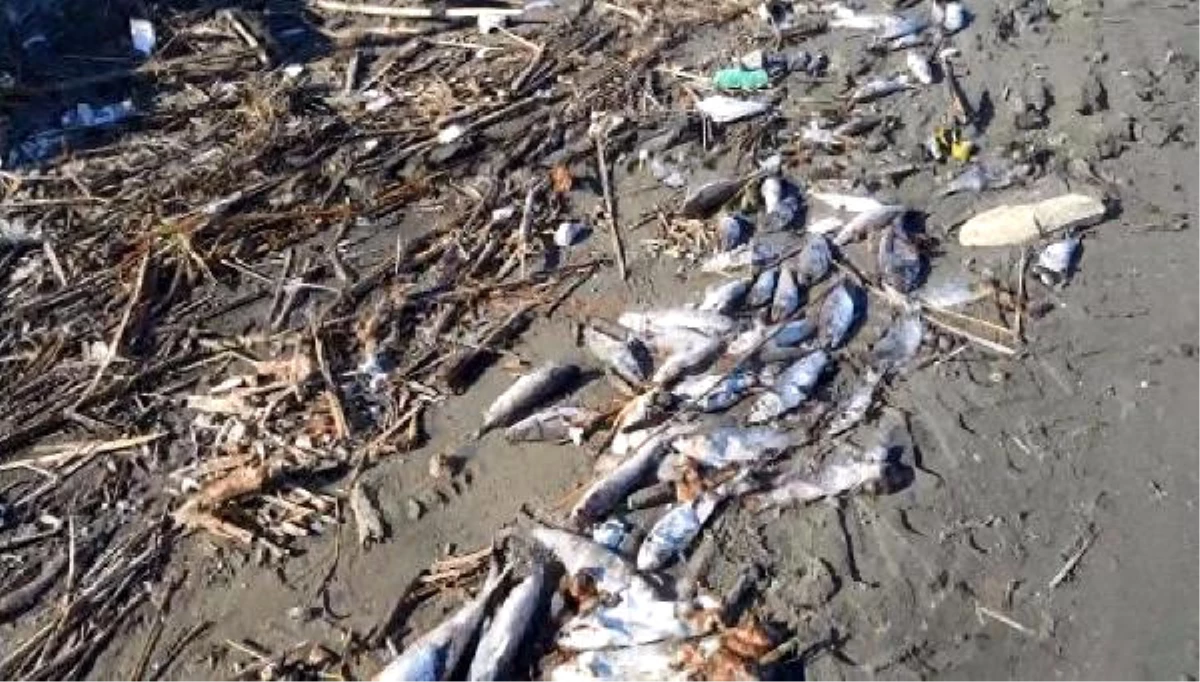 Seyhan Nehri\'nin Denize Döküldüğü Noktada Balık Ölümleri