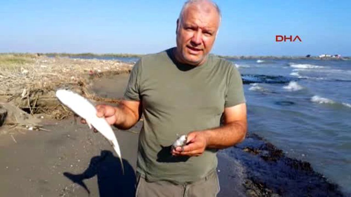 Tarsus Seyhan Nehri\'nin Denize Döküldüğü Noktada Balık Ölümleri