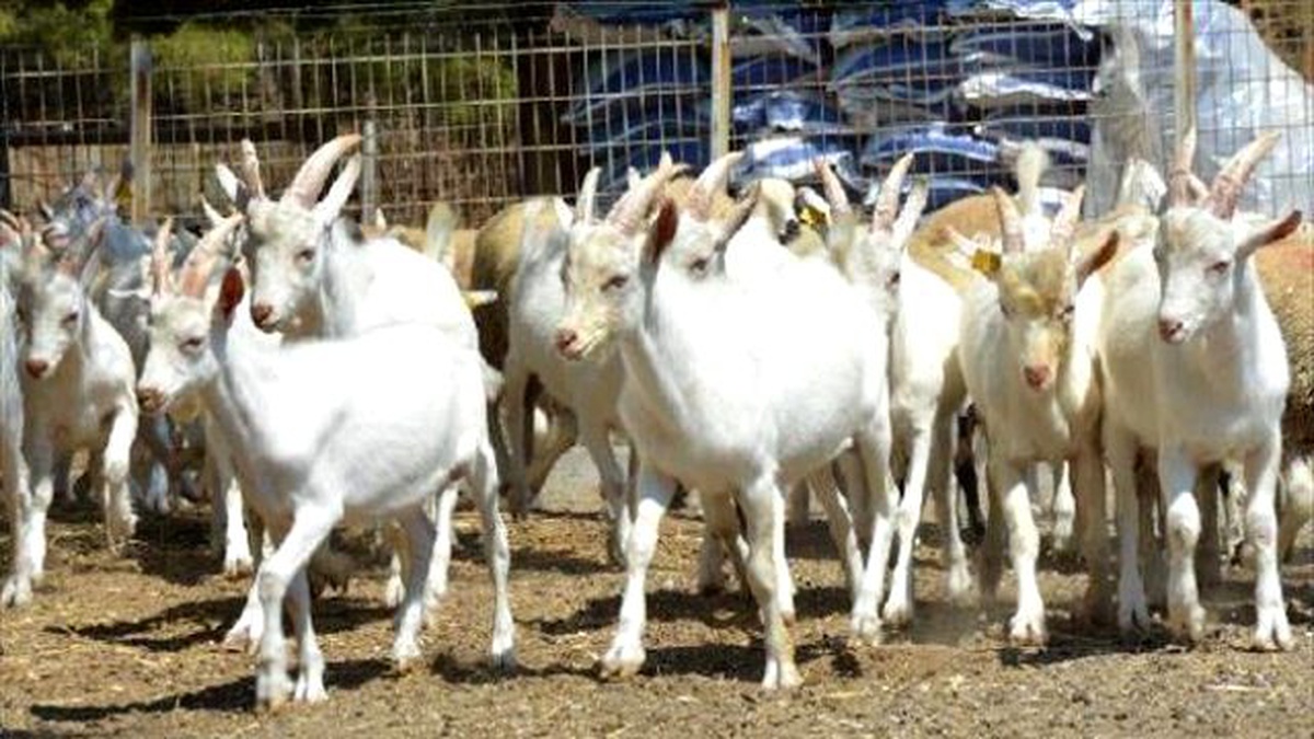 Üniversitenin Keçileri Damızlık ve Kurbanlık Olarak Satılacak