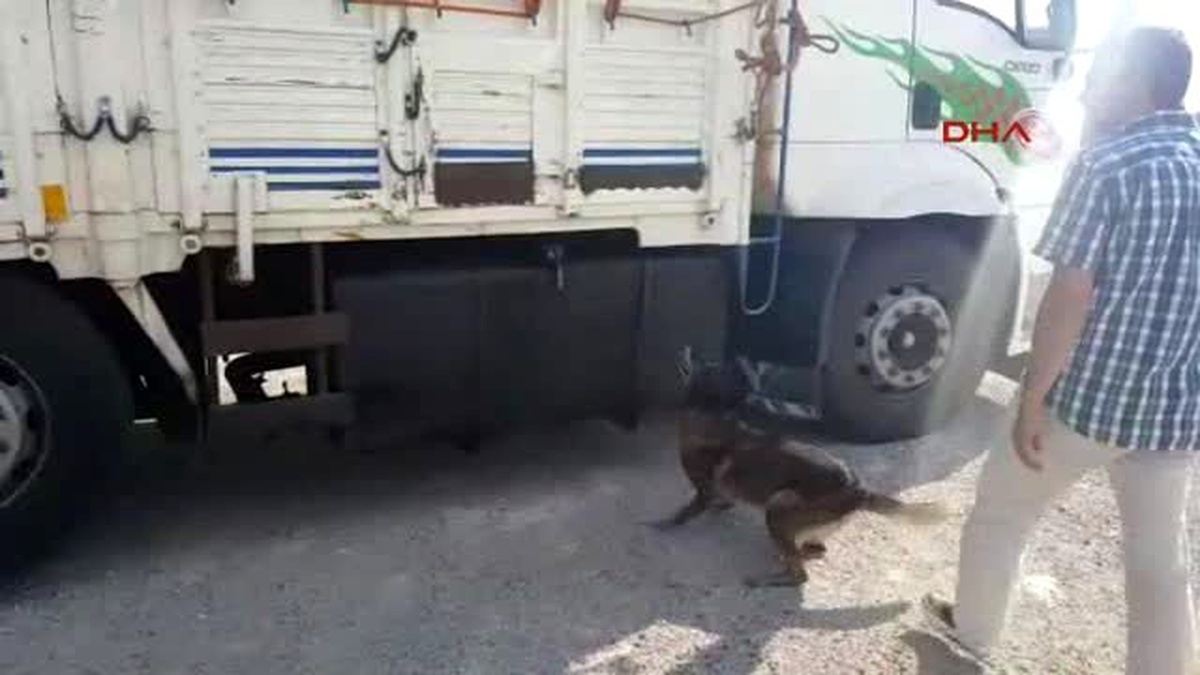 Uşak - Saman Yüklü Kamyonda Esrar Sevkiyatına Üç Tutuklama