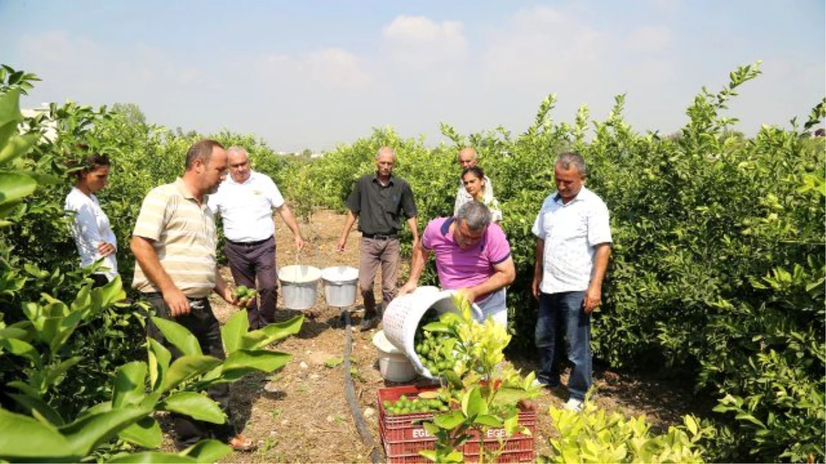 Yılın İlk Limon Hasadı Başkan Tollu\'dan