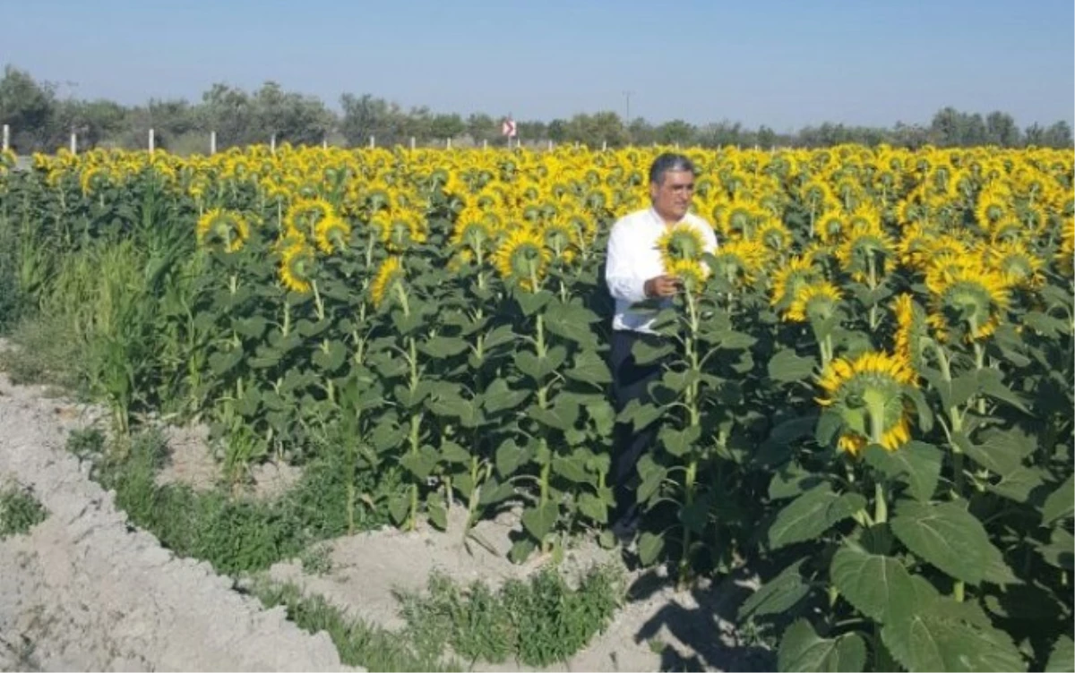 Konya Şeker Ayçiçeğinde İthal Ayçiçeğinin Yüzde 10 Üstünde Fiyat Verdi