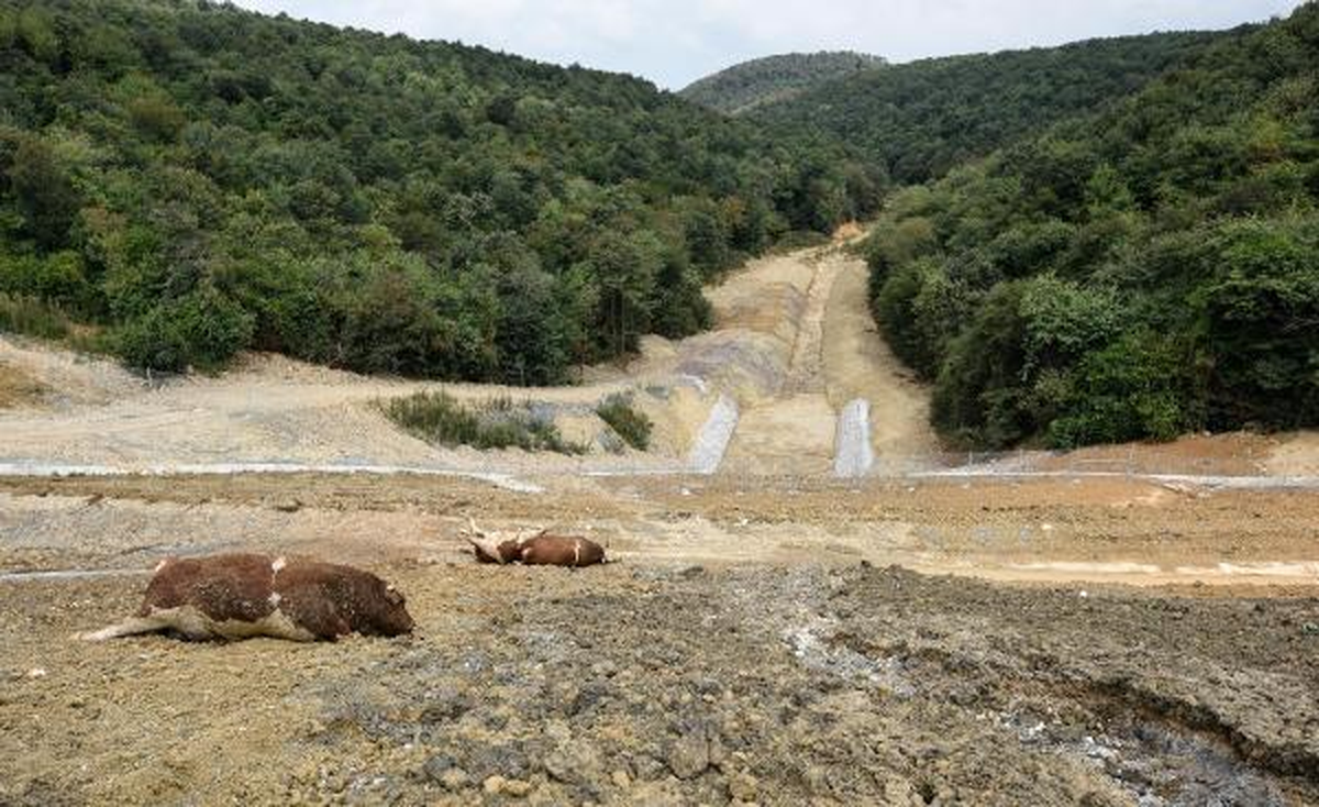 Kuzey Çevre Otoyolunda Kurbanlık Katliamı