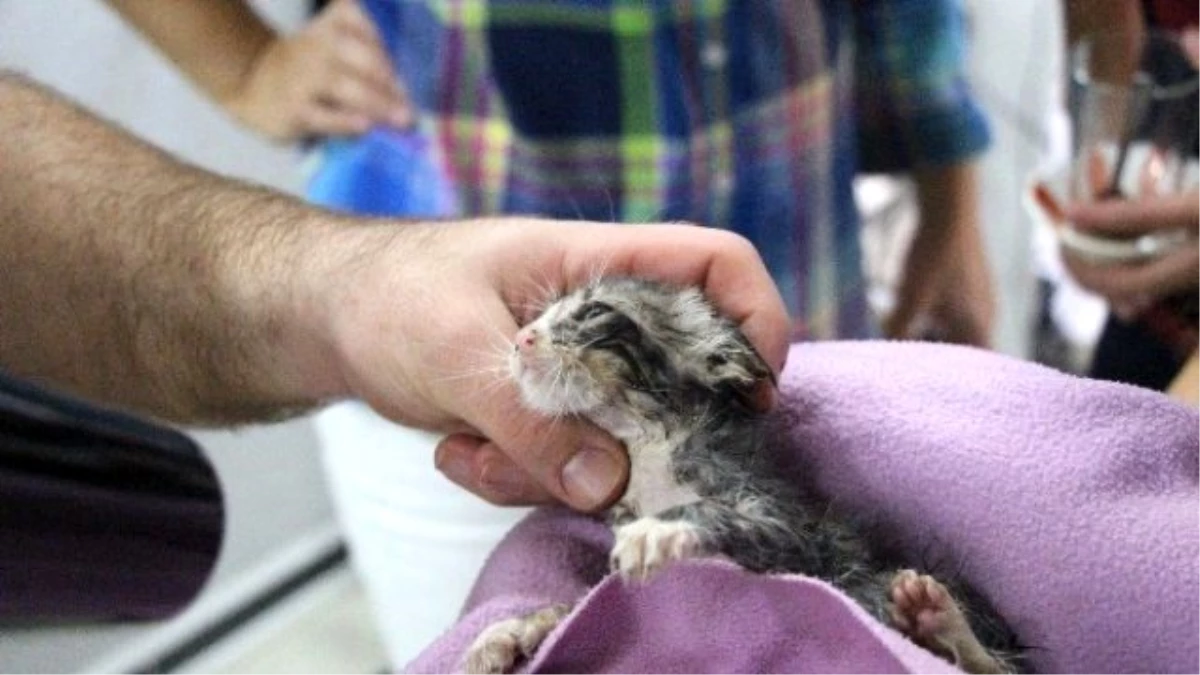 İtfaiyenin Kurtardığı Yavru Kediyi Hayvansever Genç Kadın Sahiplendi