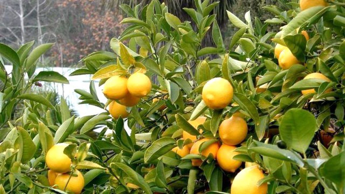 Turunçgil üreticisinin gözü kulağı Rusya\'da