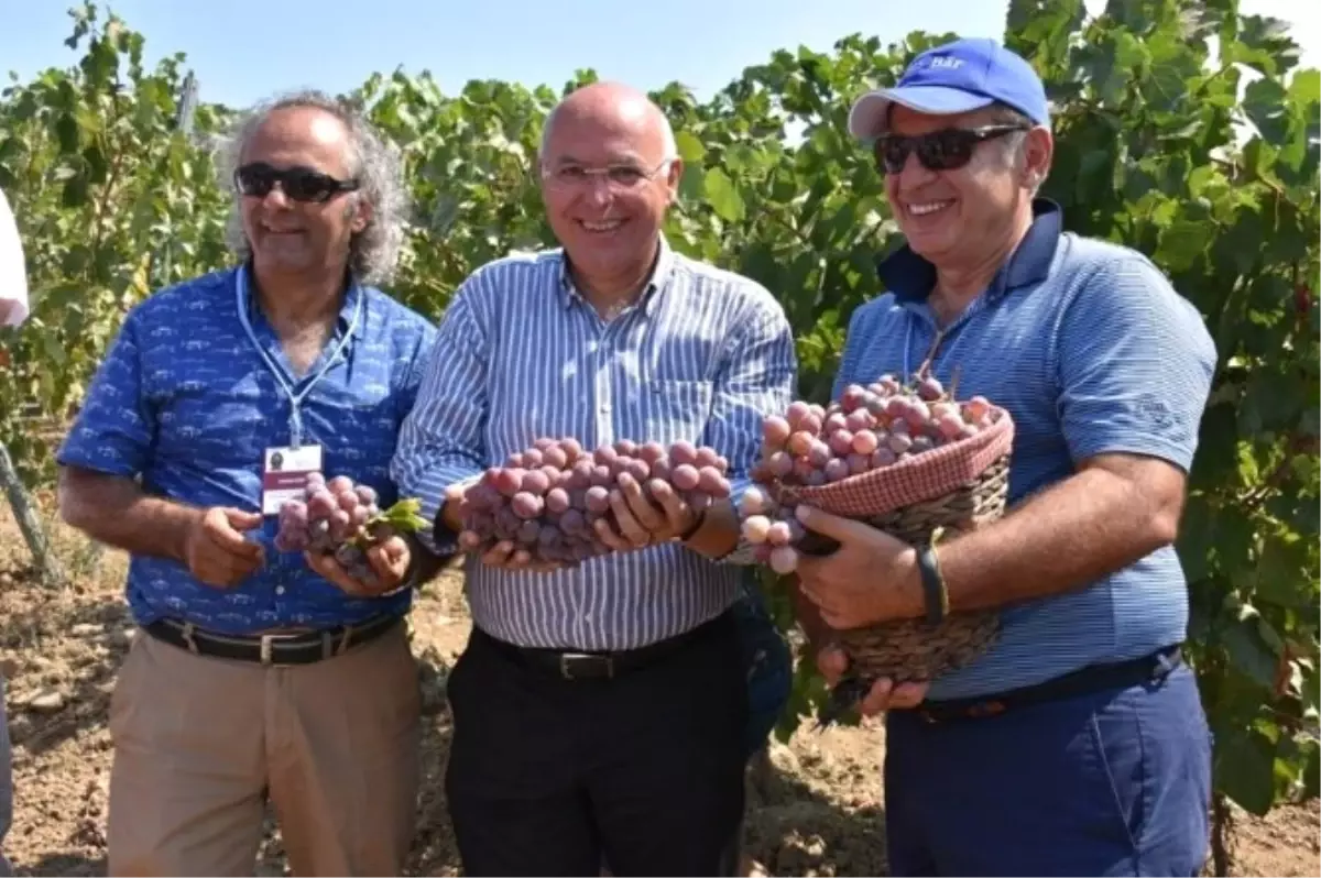 2. Trakya Bağ Bozumu ve Ekoloji Festivali Cuma Günü Başlıyor