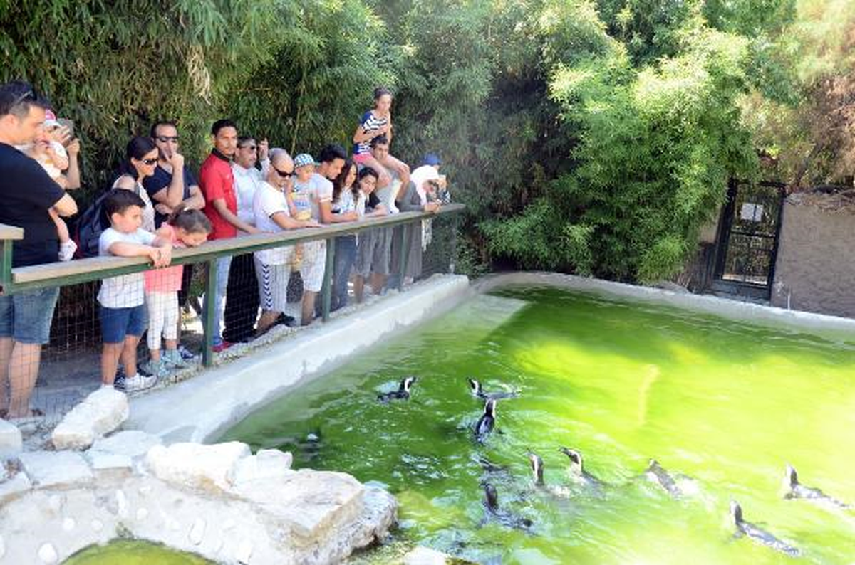 Afrika Penguenleri Ziyaretçilerin İlgi Odağı Oldu