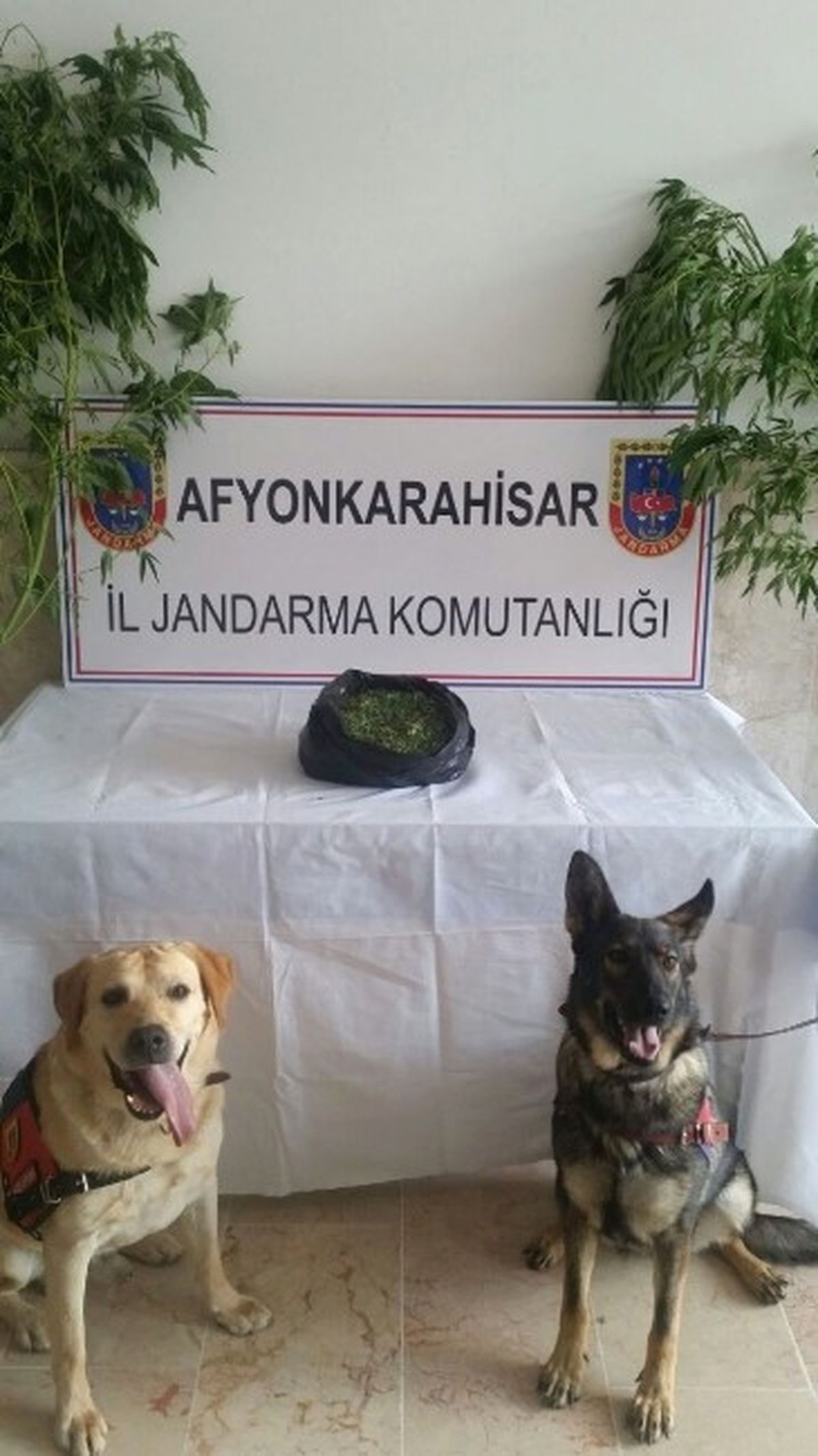 Afyonkarahisar\'da Jandarmadan Esrar Operasyonu