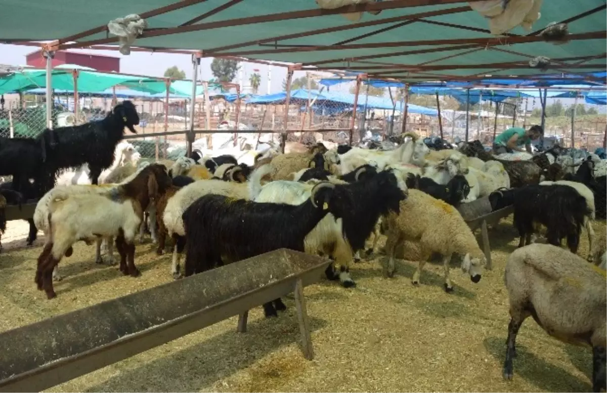 Akdeniz\'de Kurban Satış ve Kesim Yerleri Hazırlandı