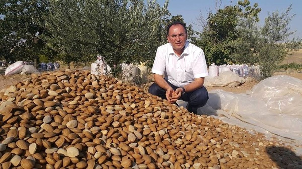 Badem Diyarı Adıyaman\'da Hasat Başladı
