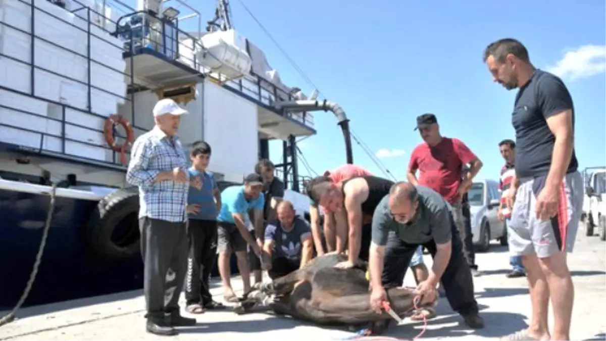 Balıkçılar Av Sezonunu Kurban Keserek Açtı