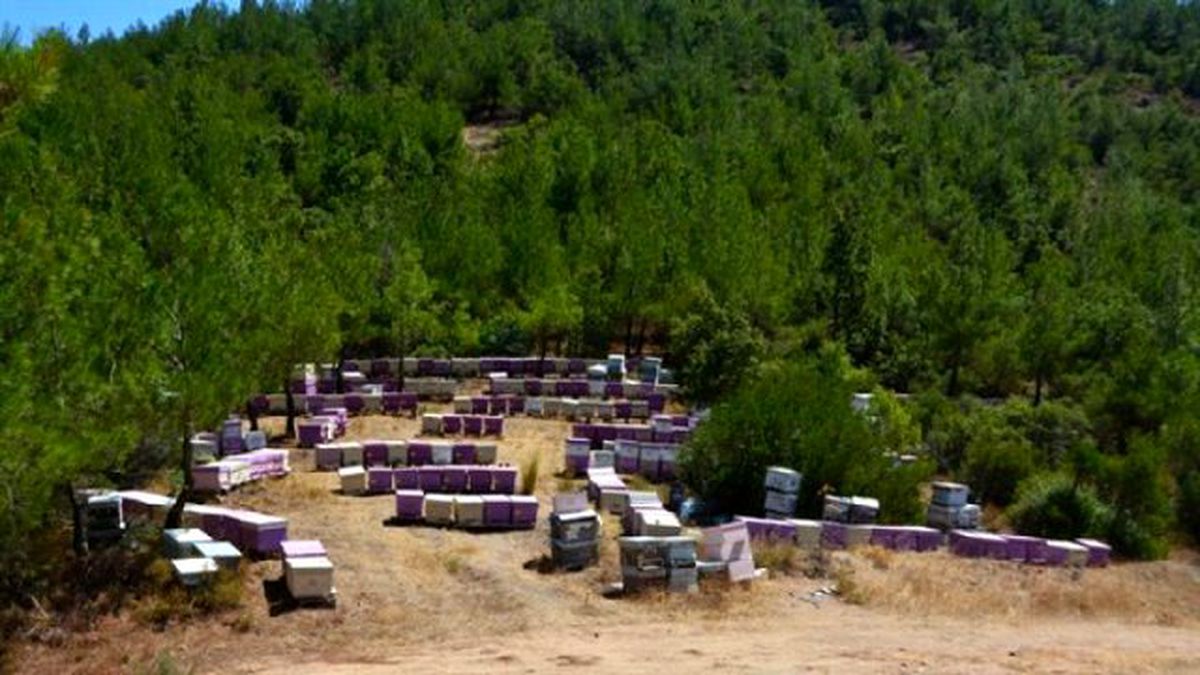 Balıkesir Ormanlarından Bal Akıyor"