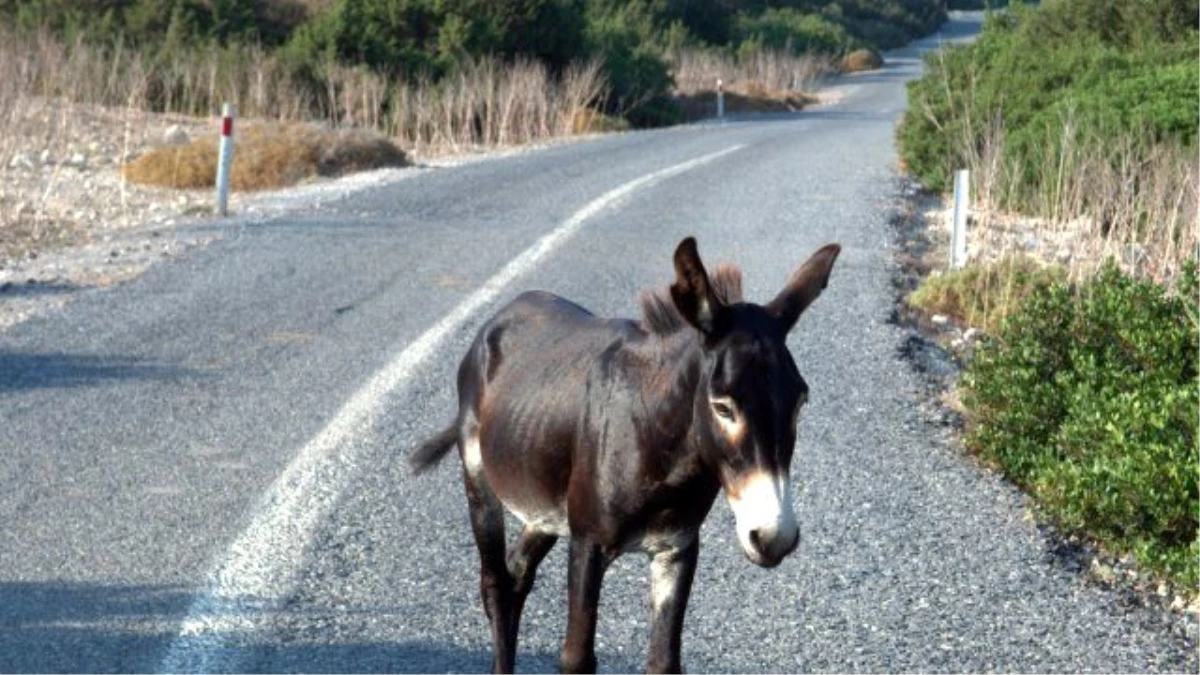 Eşeğe Çarpan Otomobildeki Çocuk Öldü, Baba Yaralı