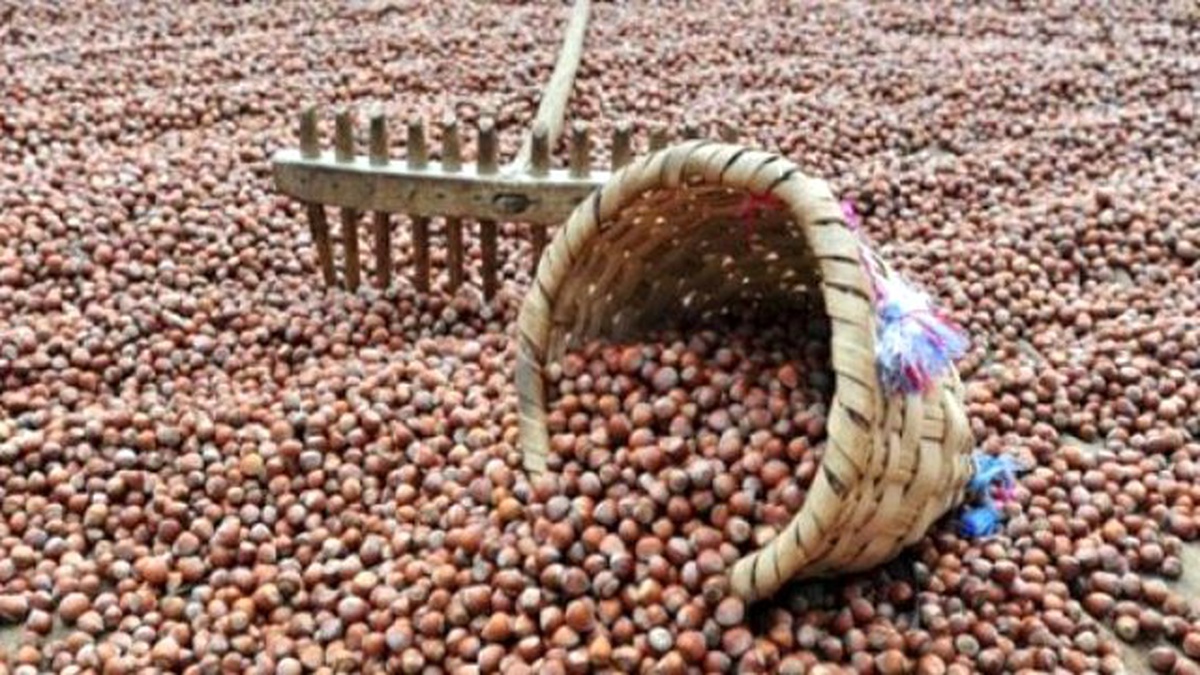 Fındık İhracatında Yeni Sezon Yarın Başlıyor