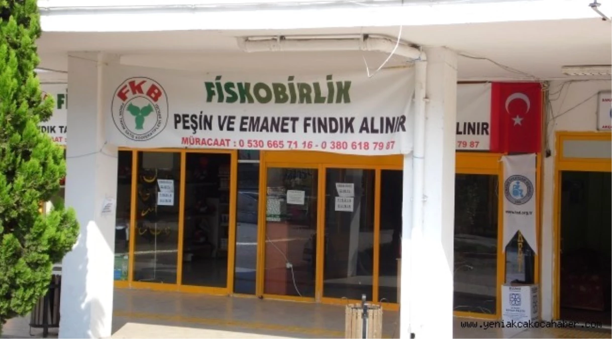 Fiskobirlik Akçakoca\'da Fındık Alımına Başladı