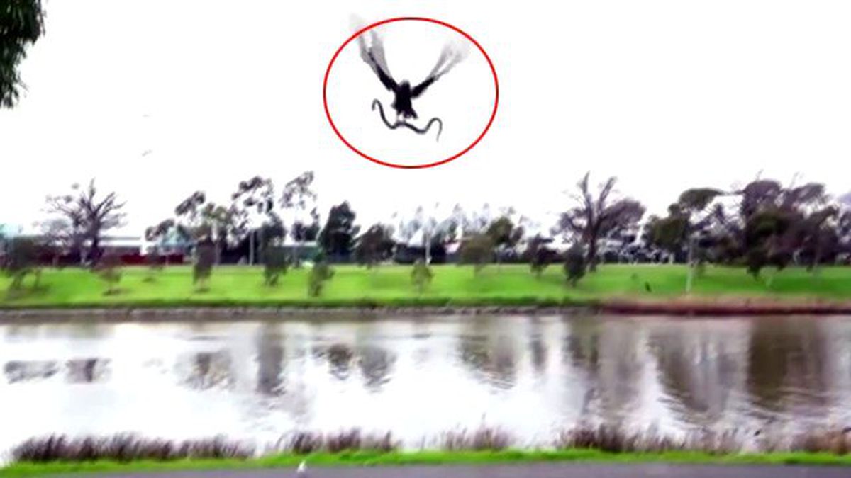 Göl Kenarında Piknik Yapan Ailenin Üzerine Şahin Yılan Attı