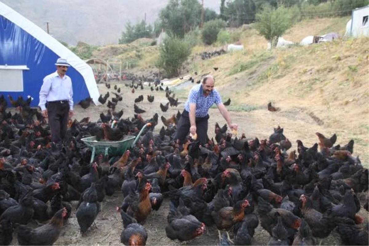 Hakkari\'de 4 Bin 500 Tavuklu Çiftlik Açıldı