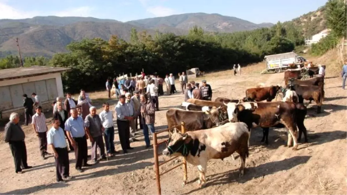 Hanönü\'de Kurban Pazarı Açıldı