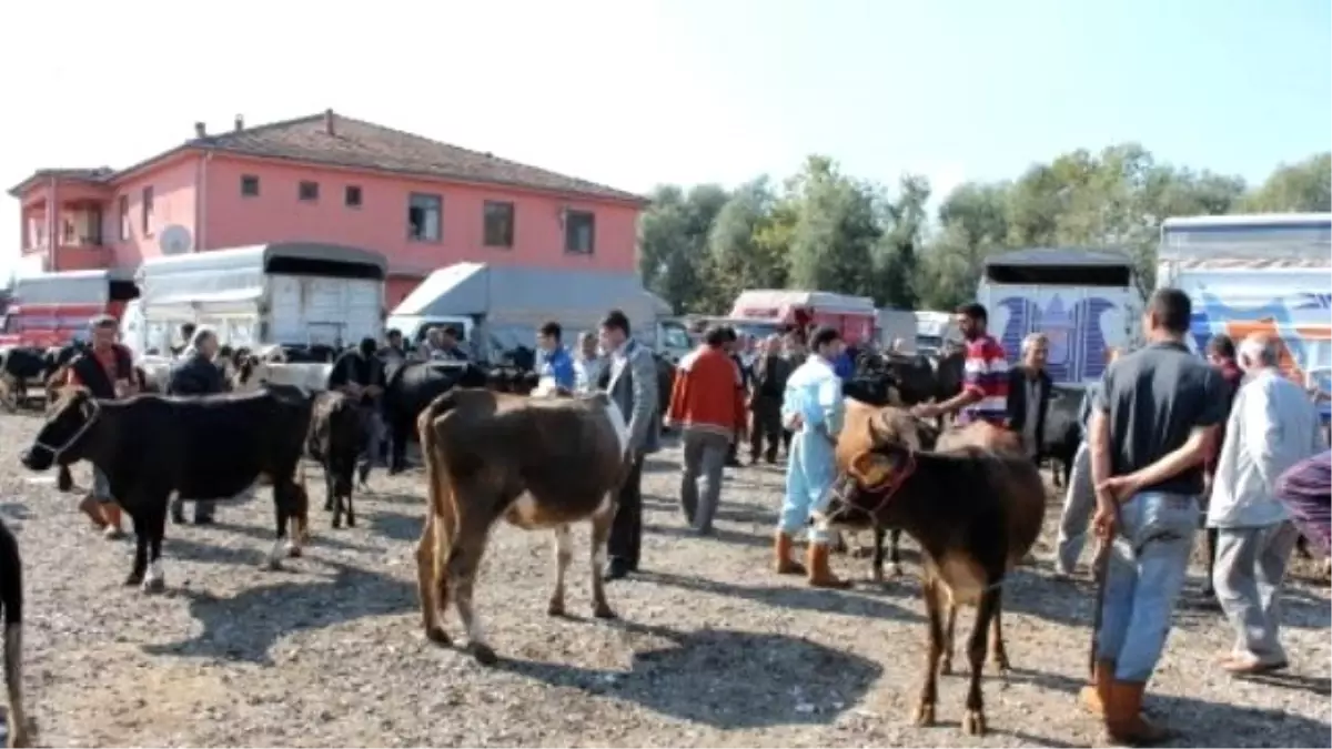 Hayvan Pazarlarında Hareketlilik Başladı