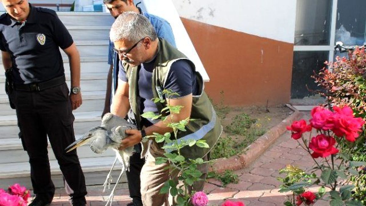 Vücudunu Delen Kurşunla Yaralanan Gri Balıkçıl Kuşa Serum Takıldı