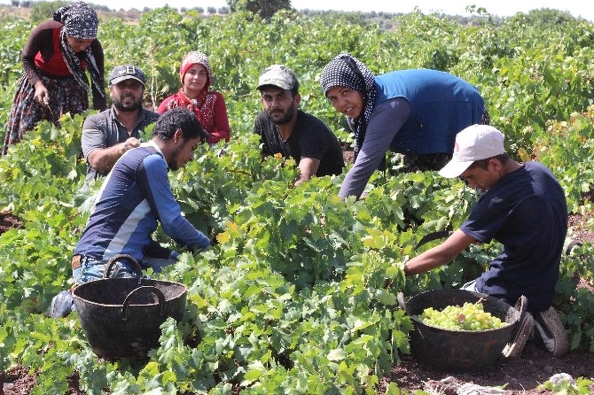 Kilis\'te Üzüm Hasadı Sürüyor