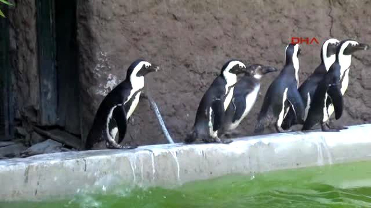 Kocaeli Afrika Penguenleri Ziyaretçilerin İlgi Odağı Oldular