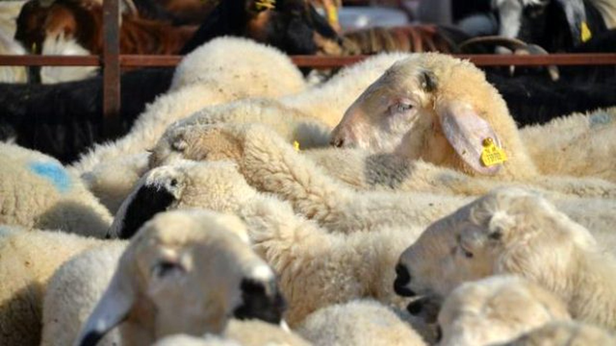 Kurban Hizmetleri Komisyonu Başkanlığından, Kurbanlık Uyarısı
