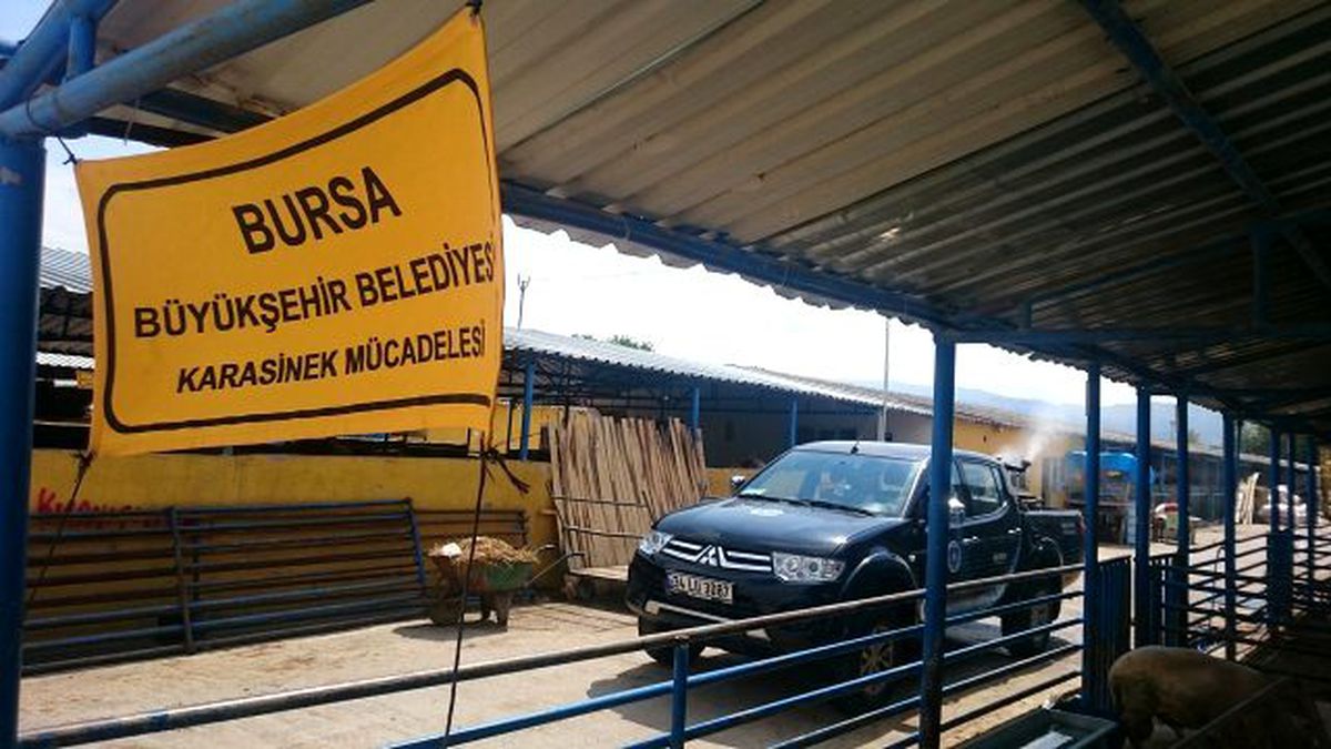 Kurban Pazarlarında Sinekle Mücadele