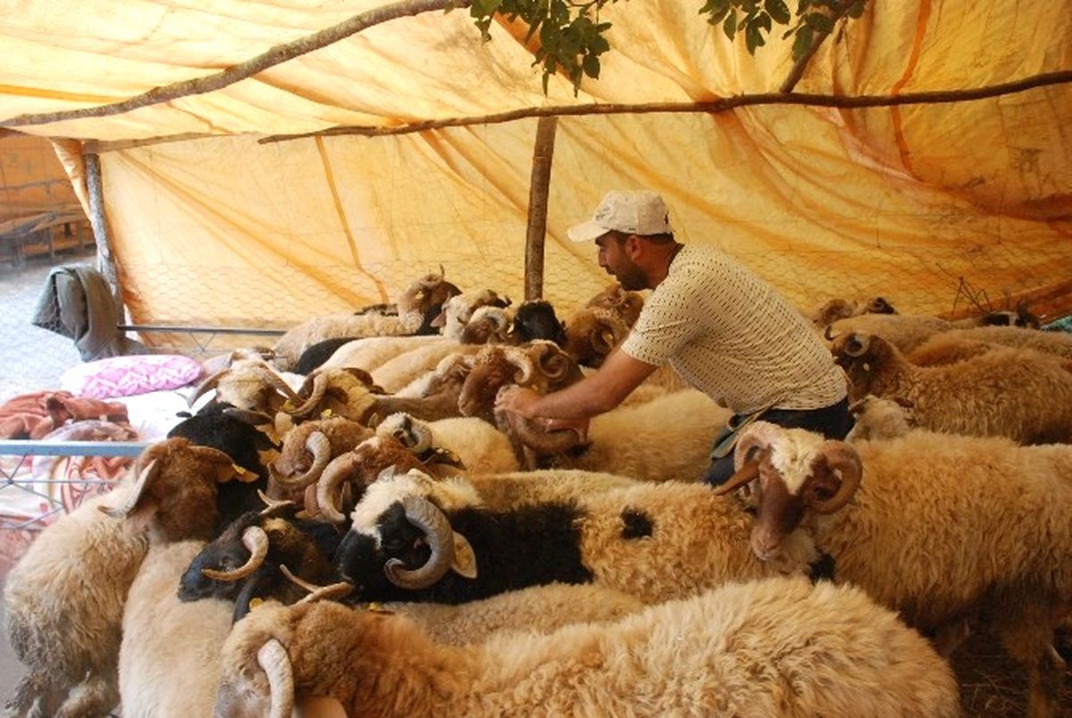 Kurbanlık Satıcıları 8-9 Eylül\'ü Bekliyor