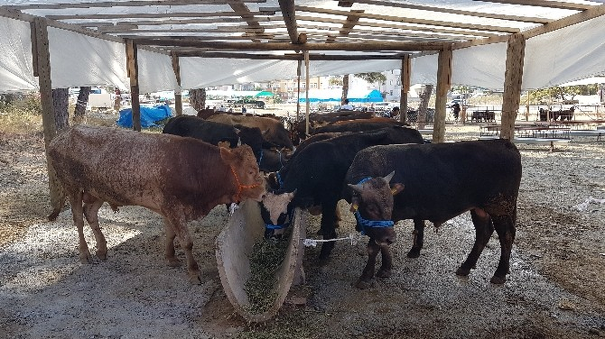 Manavgat Kurbanlık Pazarı Hareketleniyor