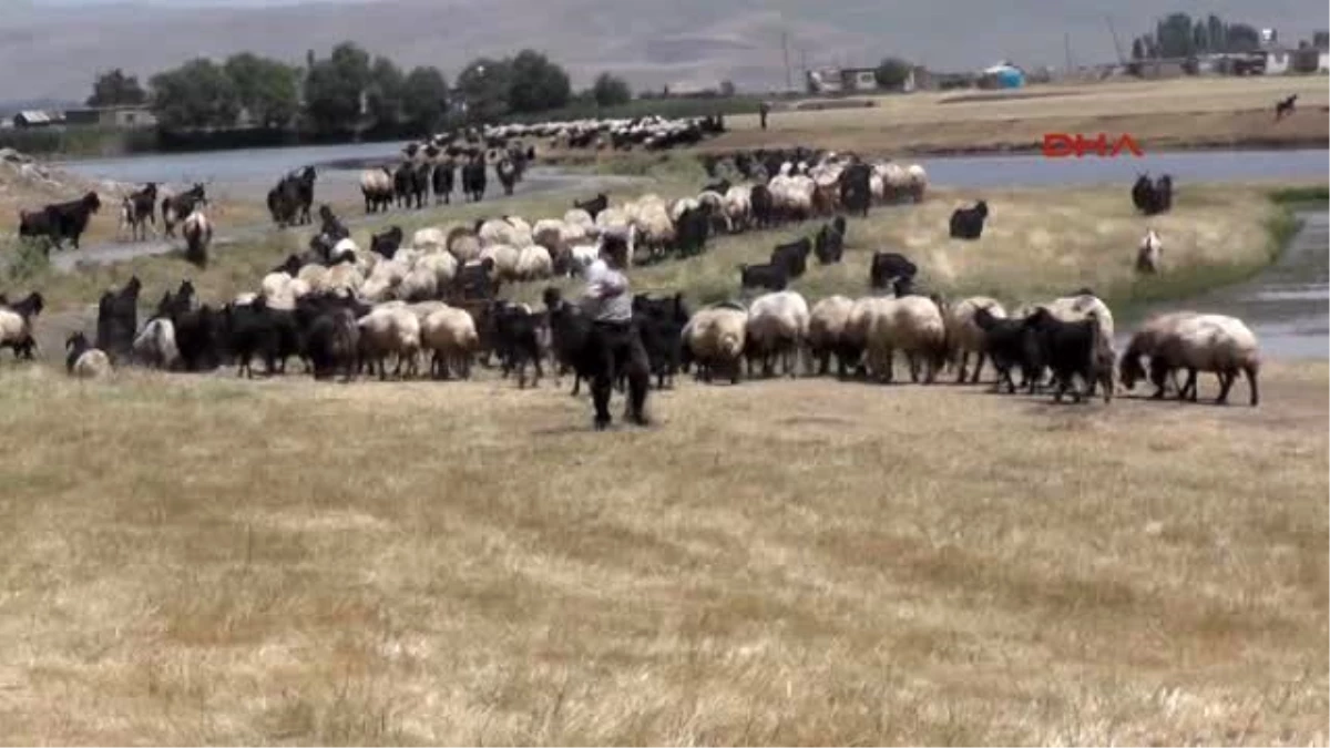 Muş - Aynı Köyde 20 Yıldır Çobanlık Yapıyor