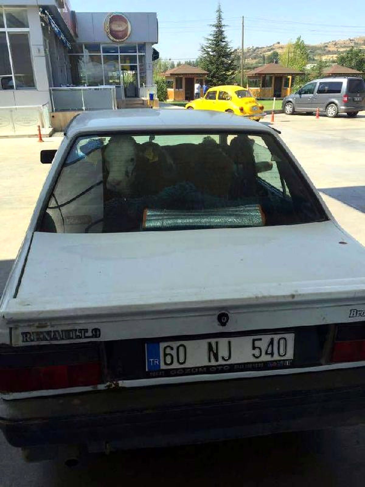 Otomobilde Kurbanlık Dana Taşıdı