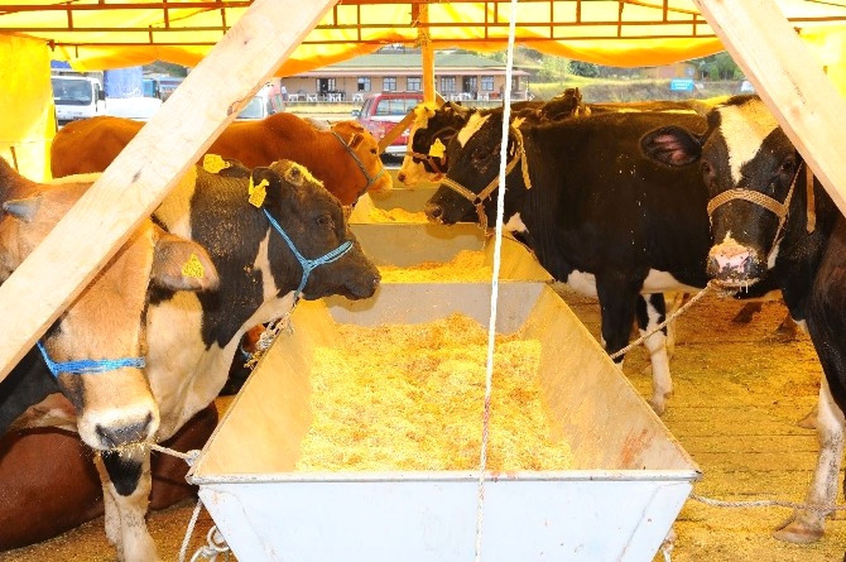 Sağlık Raporu Olmayan Hayvanları Kurbanlık Olarak Almayın