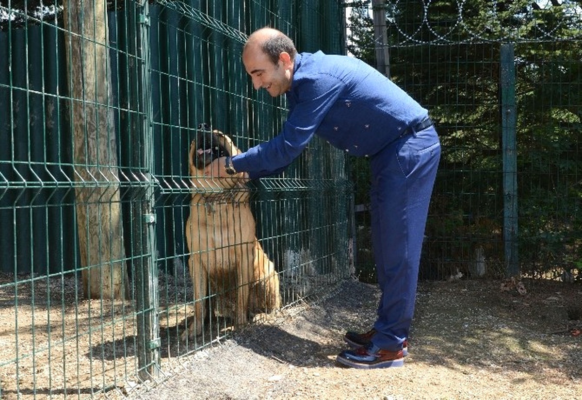 Yıldırım Sokak Hayvanlarına Sahip Çıkıyor