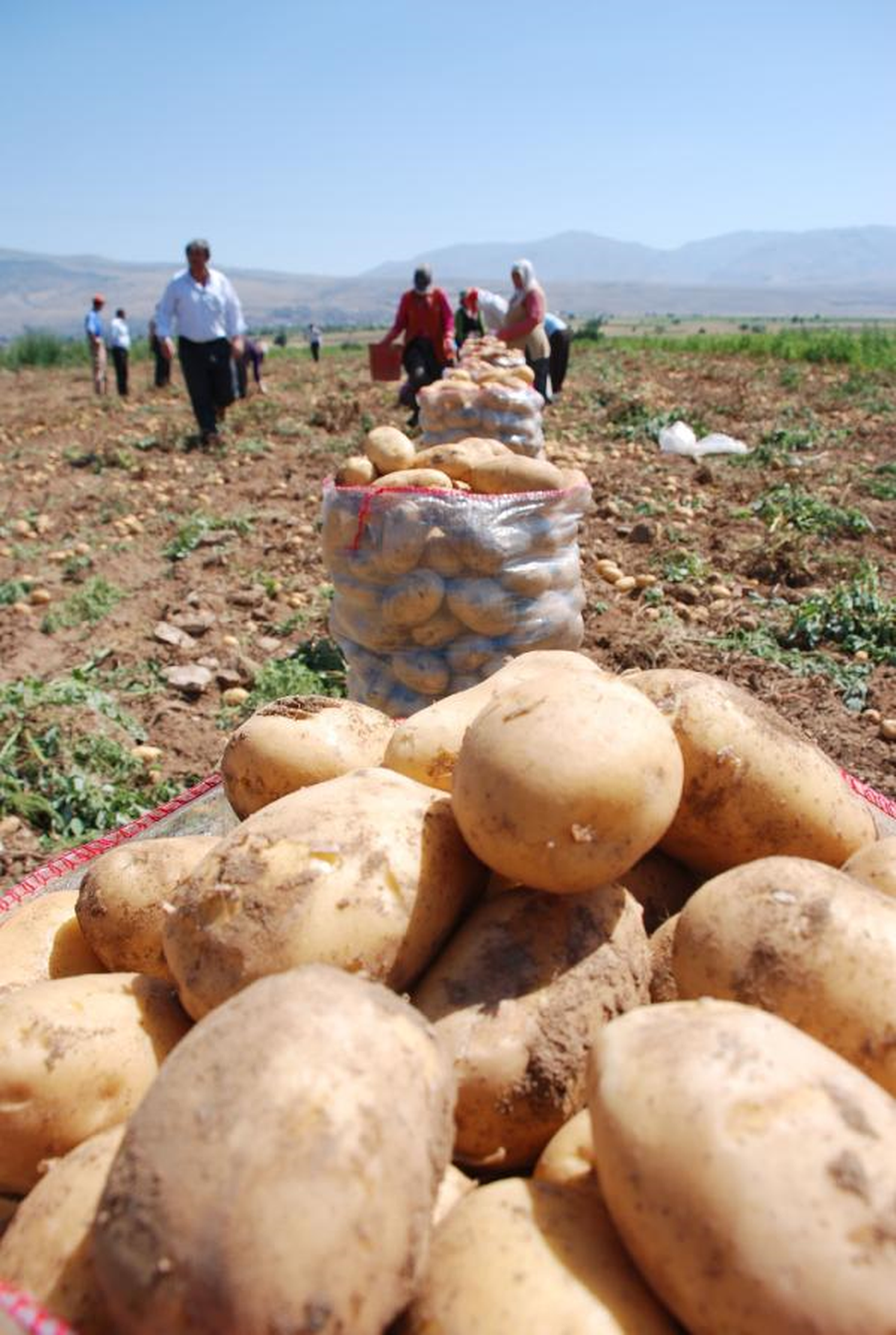 Ziraat Odaları Patateste Planlı Üretim Önerdi