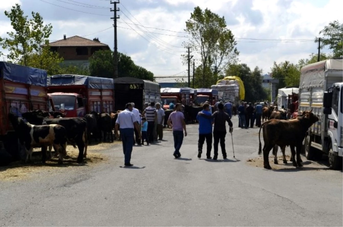 Alaplı\'da Kurbanlıklar Yok Satıyor