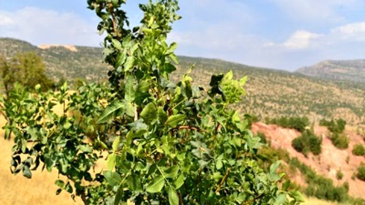 Binlerce Menengiç Ağacına 14 Bin 500 Göz Fıstık Aşısı Yapıldı