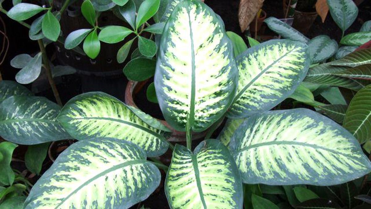 Difenbahya Çiçeğine Dikkat! Tehlike Saçıyor